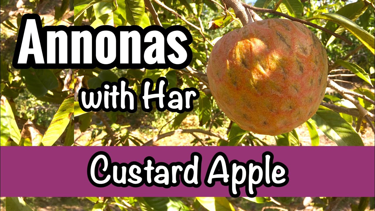 Annonas with Har | Custard Apple (Annona reticulata) - YouTube