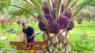 Download lagu Panen sawit 10 hektar pokok rendah || kawasan andalan buah selalu banyak mp3