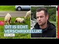 Schapen aangevallen in Amen & pomphouders krijgen het moeilijk | Drenthe Nu