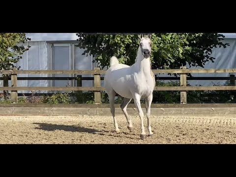 ⭐ MESSILA DOMITIA ⭐(Miraj de Lafayette x GF Kavadis) - STC AUCTION