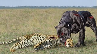 10 Brutal Leopard And Dog Fights Caught On Camera!