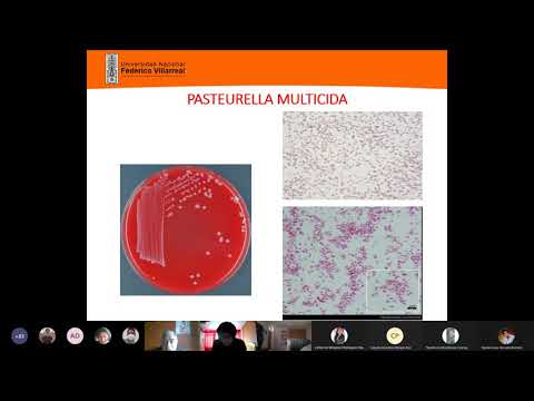 , title : '6. Pasteurella - Haemophilus (2° EXAMEN)'