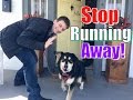 How to STOP Your Dog From Running Out of the ...