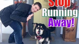 How to STOP Your Dog From Running Out of the Front Door!  Stay while Distracted