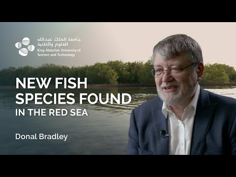 New fish species found in the Red Sea
