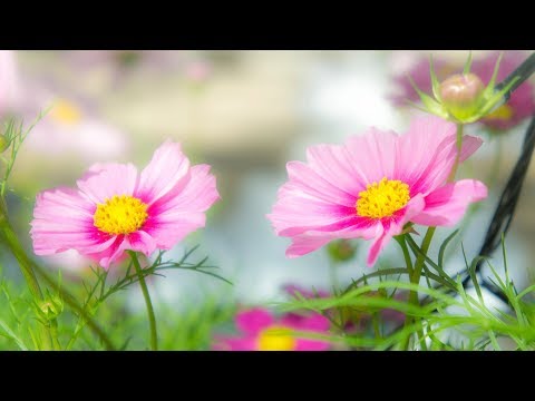 Morning Relaxing Music - Springtime Music, Study Music, Stress Relief (Ruby)