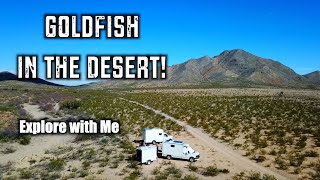Goldfish in the Desert!
