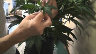 How To Clone Marijuana Plants - Cloning Marijuana Plants 101