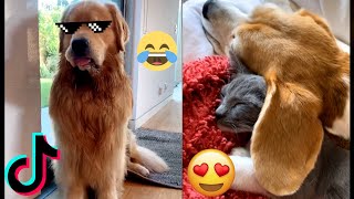 TOP DOGS COMPILATIONS 🐶 TOP DOG VIDEOS ON TIKTOK 😍 TIKTOK TRENDS COMPILATIONS 🔥