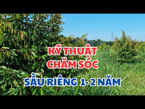 Kỹ thuật chăm sóc sầu riêng phát triển toàn diện?