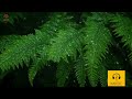 Barish Ki Chand Bunde By Salim Javed