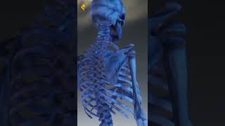 Download lagu DIBALIK PENCIPTAAN TULANG DAN SENDI #shorts #feedshorts #shortsfeed #short #fypシ #fyp #tafsiralquran mp3 Download lagu DIBALIK PENCIPTAAN TULANG DAN SENDI #shorts #feedshorts #shortsfeed #short #fypシ #fyp #tafsiralquran mp3