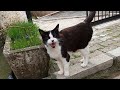 Tuxedo Cat Who Says Hello To Me With Her Cute Meow Is So Affectionate