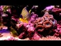 Documentaire // Recifs coralliens // ☆ La beauté sous-marine ☆【FR】