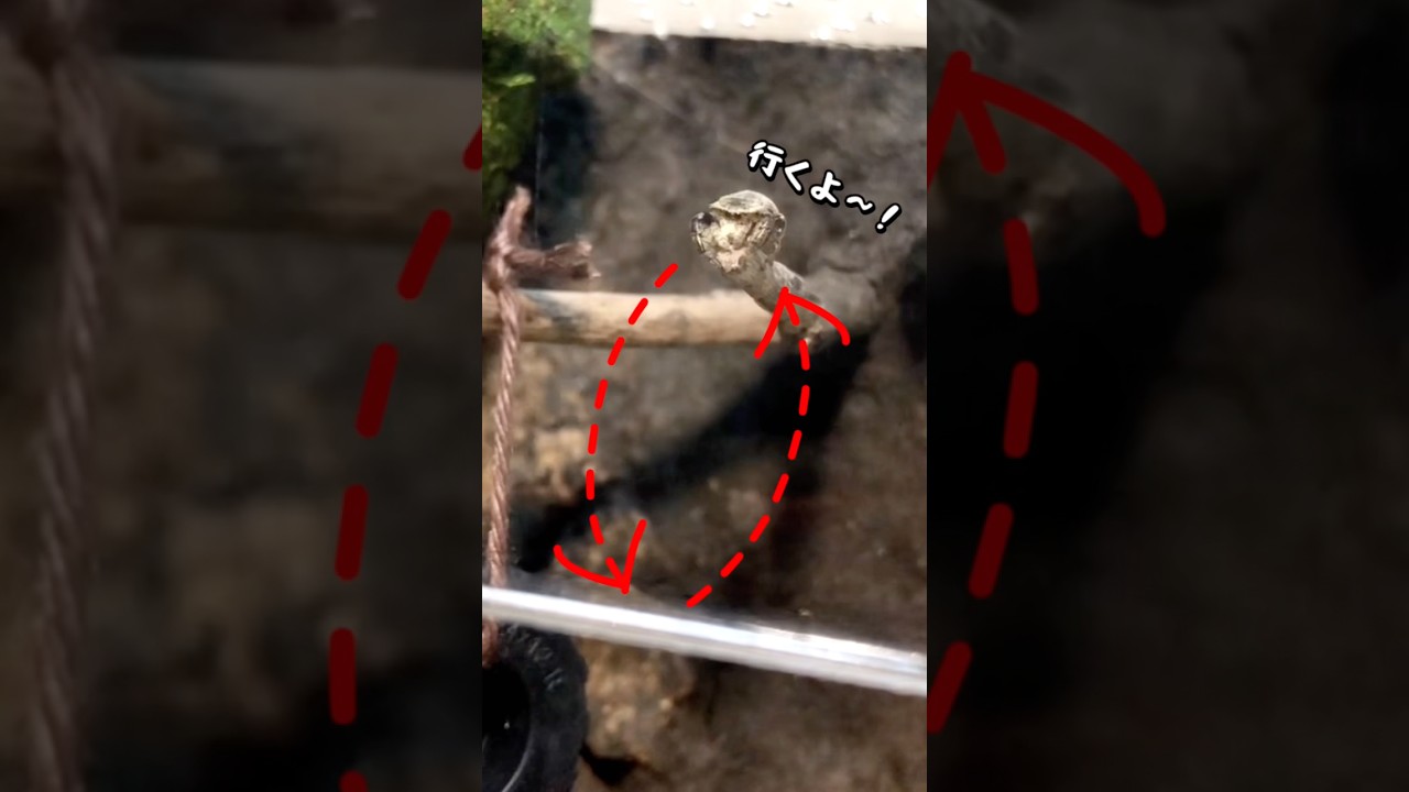 ハエトリグモの連続バンジーが可愛すぎる！