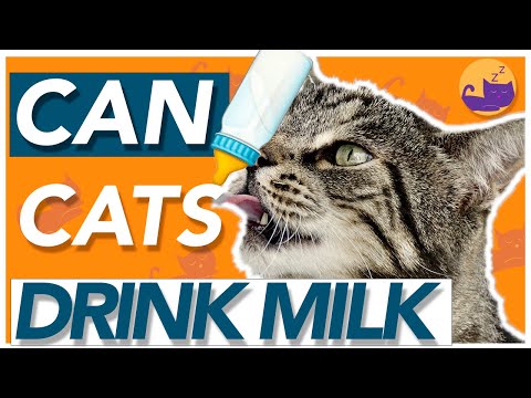 Can Cats Drink Milk?! DAIRY DANGERS for Cats!