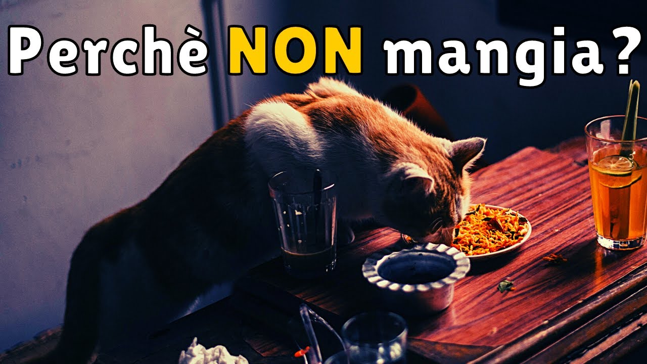 Watch Now 3 Motivi PRINCIPALI perché il Gatto non mangia e cosa fare 3 Motivi PRINCIPALI perché il Gatto non mangia e cosa fare