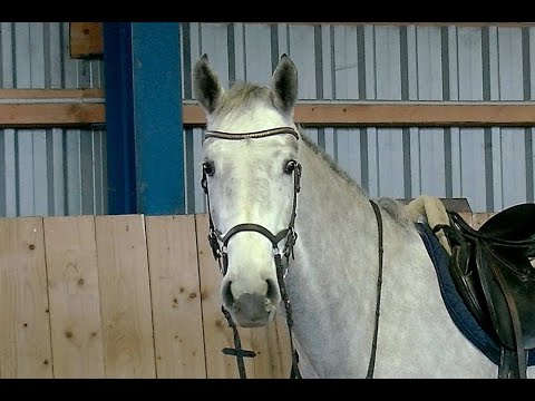 Holsteiner Stute Cleo von Cantolino - Calido I - Landgraf I