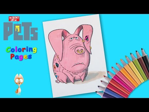 Coloring Pig from The Secret Life of Pets. Coloring for kids. Video