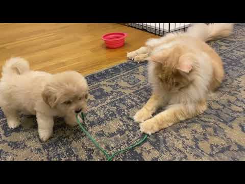 Maine Coon cats meeting Maltipoo puppy