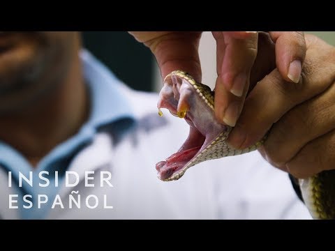 Así se extrae el veneno de serpientes | Insider Español