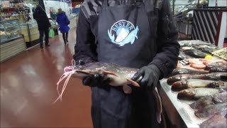 Сом африканский ловля