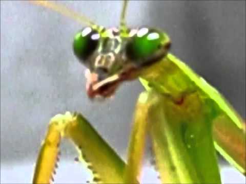 【昆虫】カマキリのグルーミング【Insect】mantis grooming your own antena and legs