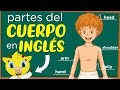 Partes del Cuerpo en Inglés | Inglés para Principiantes