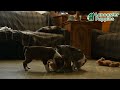 Boston Terrier dogs for sale: Waldo - Video 1