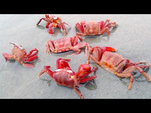 Crab video from the sea cross