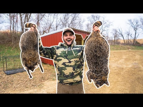 BACKYARD Raccoon CATCH CLEAN COOK Challenge!!!...