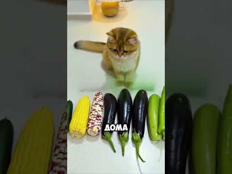 Этот парень сделал для своих кошек обувь из манго 😯❤️ #short