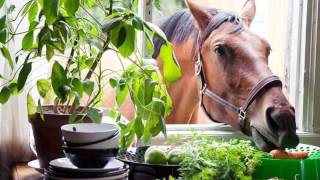 Indigo Girls- Hey Jesus