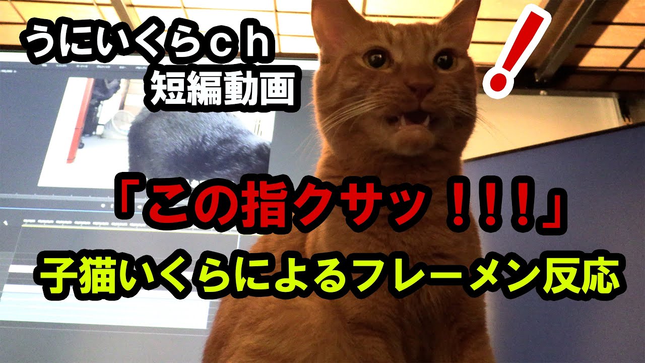 子猫いくらのフレーメン反応「この指くっさ！！！」