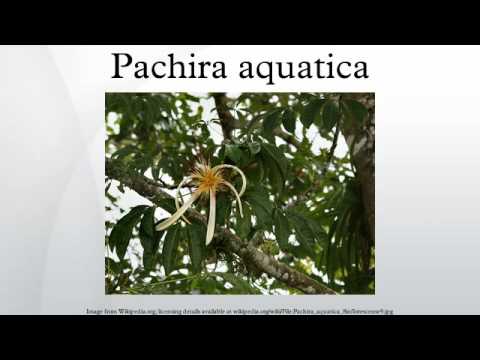 , title : 'Pachira aquatica'
