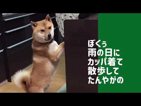 ワンワンU・x・Uお悩み相談室1️⃣3️⃣〜坂井市「勇くん」🐶自転車での#傘さし運転はやめよう☔️