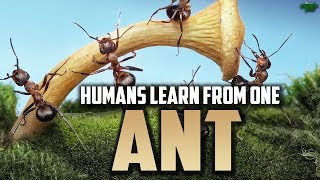 Video: Prophet Solomon and the Army of Ants - Mufti Menk