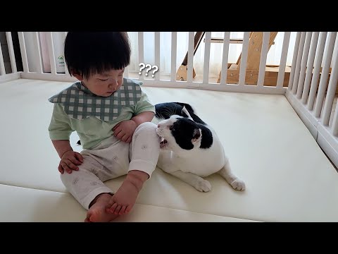 8개월 아기가 고양이를 너~무 좋아하면 생기는 일