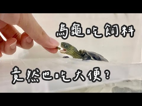 烏龜吃飯