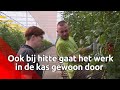 Warm? in de tomatenkas van Geert gaat het werk door