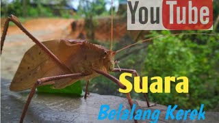 Download lagu Suara Belalang KEREK mp3 Download lagu Suara Belalang KEREK mp3