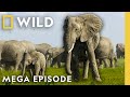 Secrets Of The Elephants Season 1 MEGA EPISODE Nat Geo Animals