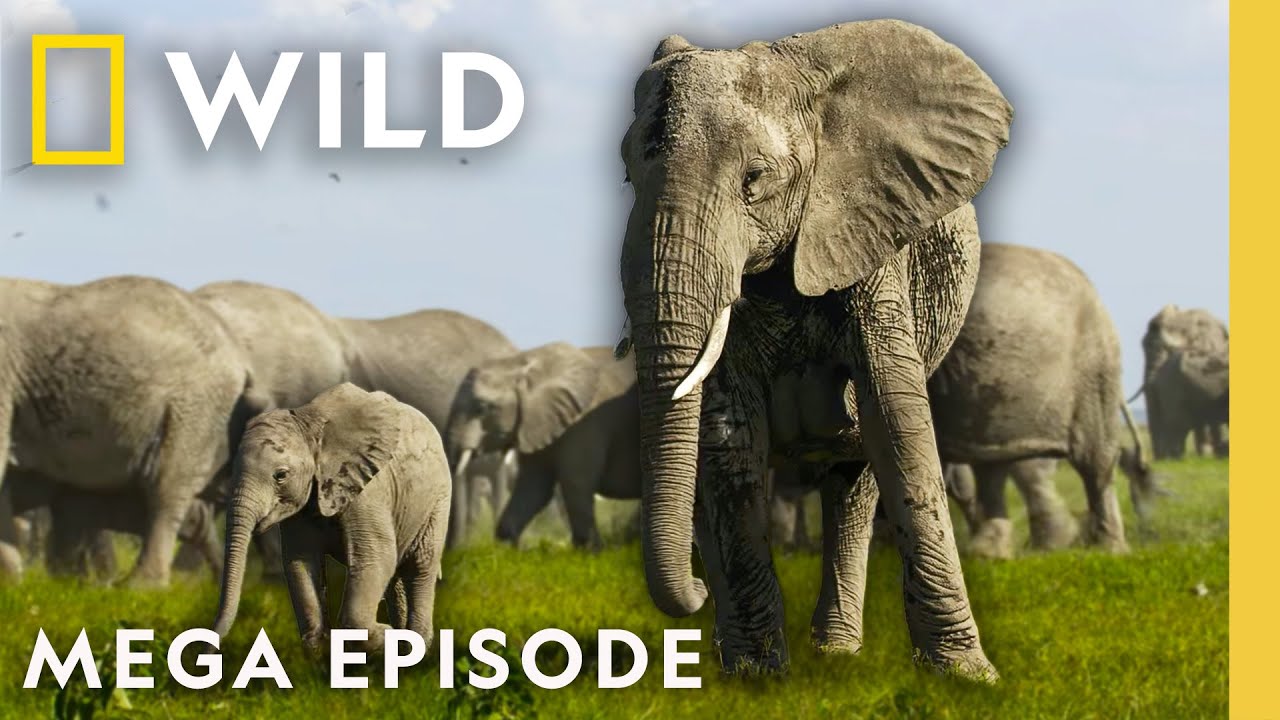 Secrets of the Elephants | Season 1 MEGA EPISODE | Nat Geo Animals