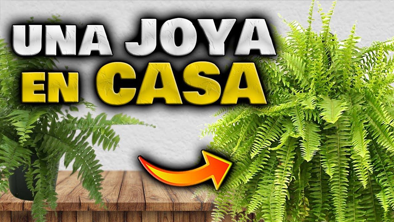 Esta PLANTA es UN TESORO!! Como CUIDAR tus HELECHOS | Plantas de Interior Colgantes con Poca luz