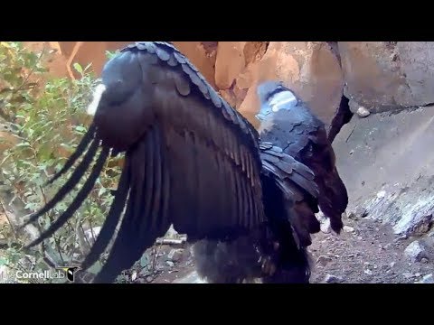 Devil's Gate Condor Cam ~ A View Of #871's Missing Primary Feather 9.26.17