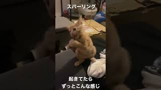 かわいすぎる子猫シリーズ #6
