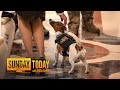 Bomb-Sniffing Dog Is Awarded Ukraine’s Medal Of Honor