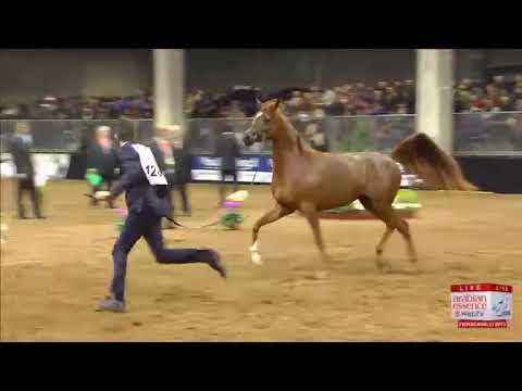 European Championships Verona 2013 - Junior Females Championship