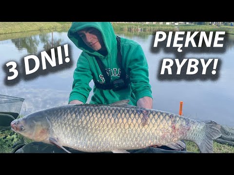BEAUTIFUL AMUR AND CARP ON A 3 DAY NIGHT! CARP COMPETITION AT THE FISHERIES U SKŁÓW!