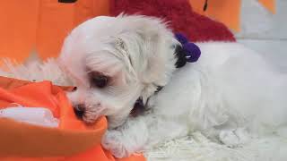 マルチーズの動画01